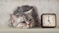 Cat with clock Royalty Free Stock Photo