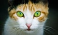 Cat close photo. Cat portrait close-up photo emphasizing the colored green and yellow eyes staring at the camera dark background Royalty Free Stock Photo