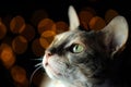 Cat Close-Up Against Dark Glowing Background with Copy Space