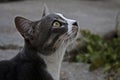 Cat close-up looking at the sky