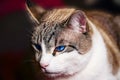 Cat close-up, cat making grimaces, predatory look, blue-eyed cat