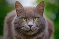 Cat close up portrait. Beautiful cat with green eyes. Cat is resting sitting on the fence Royalty Free Stock Photo