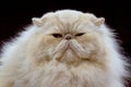 Cat close up portrait Royalty Free Stock Photo