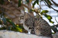 Cat close up young female. pet domestic animal nature colorful background. Asian fat kitten landscape plants leaf wallpaper Royalty Free Stock Photo