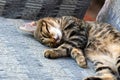 Cat with closed eyes lying on blue couch cushions