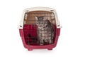 Cat closed inside pet carrier isolated Royalty Free Stock Photo