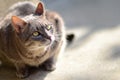 Cat closeup Royalty Free Stock Photo