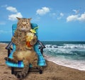 Cat with cocktail on beach Royalty Free Stock Photo