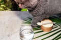 Cat and collagen with a spoon and glass of water on concrete background.