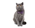 Cat with a collar isolated on a white background close-up Royalty Free Stock Photo
