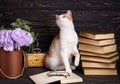 Cat sits beside books and clock Royalty Free Stock Photo