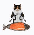 Cat colored eats salmon from fish shaped plate Royalty Free Stock Photo