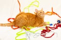 Cat with colorful shoelaces