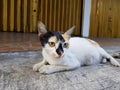 cat 3 colors, white, black, orange, and also green-eyed.  who is relaxing outside the house Royalty Free Stock Photo