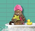 Cat with comb and bath sponge Royalty Free Stock Photo