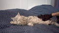 The cat is combed out with a special rubber glove. British gray cat lies on the bed. The owner is combing his pet.