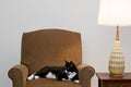 Cat on Comfortable Chair