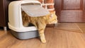 Cat coming out from Litter Box closed after defecation
