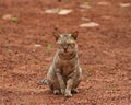 The cat is a common home pet in Sri Lanka Royalty Free Stock Photo