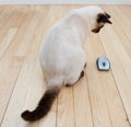 Cat and Computer Mouse On Hardwood Floor