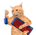 Cat with computer mouse and keyboard. Royalty Free Stock Photo