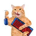 Cat with computer mouse and keyboard. Royalty Free Stock Photo