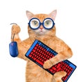 Cat with computer mouse and keyboard. Royalty Free Stock Photo