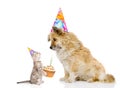 cat congratulates dog on his birthday. isolated on white background