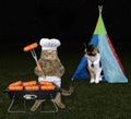 Cat with his lover on picnic Royalty Free Stock Photo