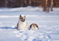 cat and corgi dog walk together on white snow in sunny winter garden Royalty Free Stock Photo