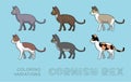 Cat Cornish Rex Coloring Variations Vector Illustration