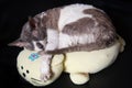 Cat cornish rex speeping on pillow