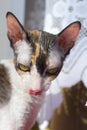 Cat cornishrex Royalty Free Stock Photo