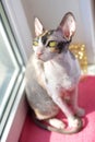 Cat cornishrex Royalty Free Stock Photo