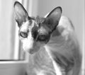 Cat cornishrex Royalty Free Stock Photo