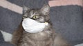 Cat Coronavirus COVID-19 Take care of your health like this cat