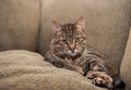 Cat on the couch