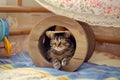 cat with a cowboy hat sitting inside a toy wagon wheel Royalty Free Stock Photo