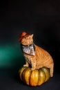 Cat cowboy sitting on big pumpkin on black background. Halloween cat costume