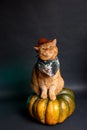 Cat cowboy sitting on big pumpkin on black background. Halloween cat costume