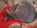 Cat cozy sleeping in red blanket