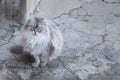 Cat on cracked concrete Royalty Free Stock Photo