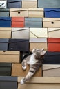 Cat crawled into a pile of stacked shoe boxes, calmly lies pulling paws and curiously looks up with copy space