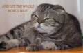 The cat is crazy AND LET THE WHOLE WORLD WAIT Royalty Free Stock Photo