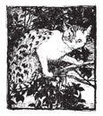 The cat crept stealthily up to the topmost branch, vintage engraving Royalty Free Stock Photo