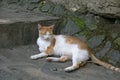 cat in Cretan village, Greece