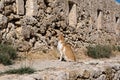 Cat of Crete in Fortezza of Rethymno, Crete island, Greece