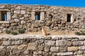 Cat of Crete in Fortezza of Rethymno, Crete island, Greece.