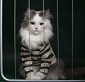 Cat criminal behind bars Royalty Free Stock Photo