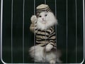 Cat criminal behind bars